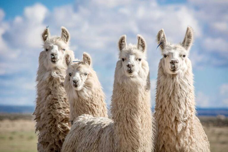 Meta’s Llama models get 350 million downloads